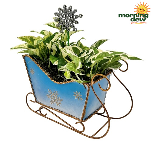 Christmas Metal Sleigh 8 in