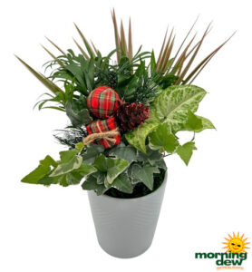 Dish Garden-Ceramic Holiday 6 in