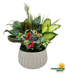 Dish Garden Ceramic Holiday 8 in