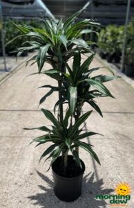 Dracaena Ulises Cane 10 in