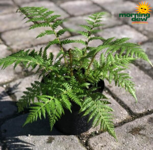 Fern Australian Tree 6 in