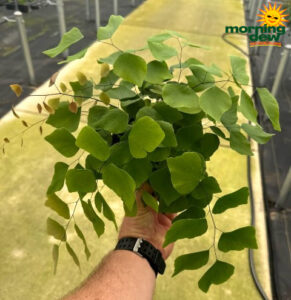 Fern Maidenhair Silver Dollar 6 in