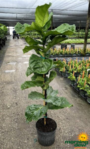 Ficus Lyrata Column 12 in