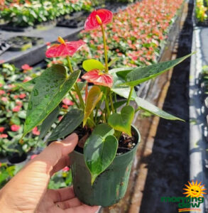 Flowering Anthurium Easy Red 4 in