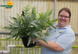 HB Fern Blue Star 10 in