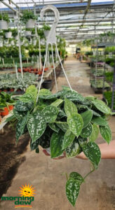 HB Philo Scindapsus Pictus 8 in