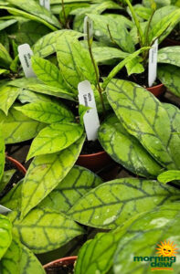 Hoya Callistophylla 4 in