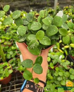 Hoya Mathilde Splash 4 in