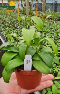 Hoya Merrillii 4 in