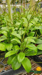 Hoya Quinquenervia 4 in