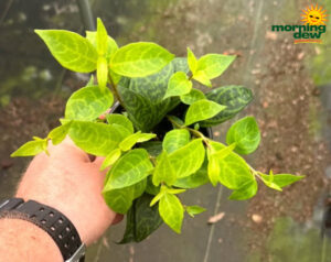 Lipstick Black Pagoda 4 in