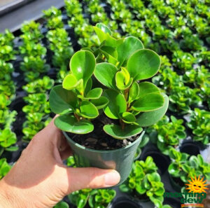 Peperomia Obtipan Green 4 in