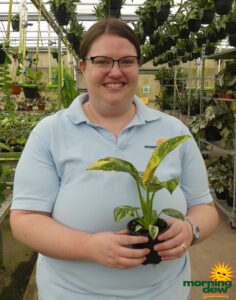 Philodendron Congo Nuclear 4 in