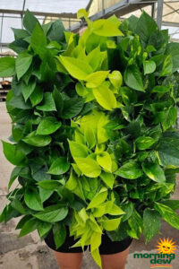 Pothos Assorted 6 in