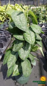 Totem Philo Scindapsus 6 in