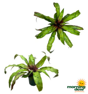 Bromeliad Cryptanthus Strawberry Flame 5 in