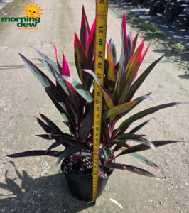 Dracaena Cordyline Red Sensation 10 in