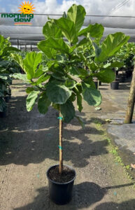Ficus Lyrata (Pandurata) Std 14 in