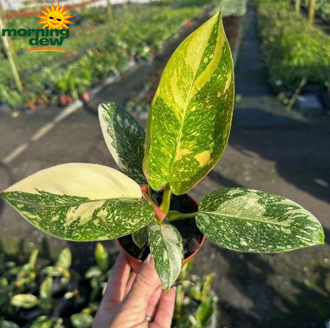 Philodendron Congo Nuclear 4 in