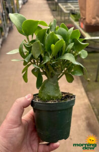 Ant Plant Hydnophytum Papuanum 4 in