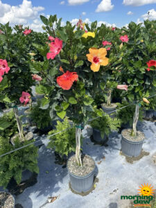 Flowering Hibiscus Braid Multi Color 12 in