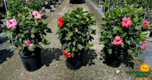 Flowering Hibiscus Bush 14 in