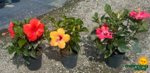 Flowering Hibiscus Bush Basic Assortment 6 in