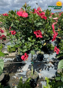 Flowering Hibiscus Standard Painted Lady Pink 12 in