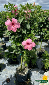 Flowering Hibiscus Standard Pink 12 in