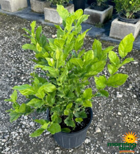 Flowering Jasmine Sambac Belle of India 10 in