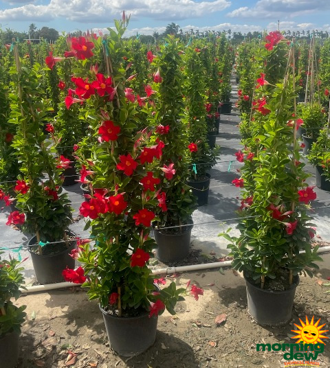 Flowering Mandevilla Red Tripod 12 in