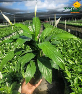 Spathiphyllum Flower Bunch 6 in