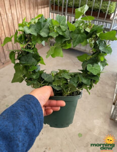 Topiary Ivy Heart 6 in