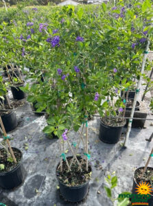 Flowering Duranta Repens Lattice Braid 10 in