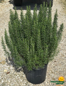 Herbs Rosemary 12 in