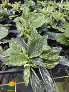 Kaempferia Variegated 6 in