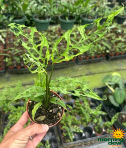 Philodendron Monstera Obliqua 4 in