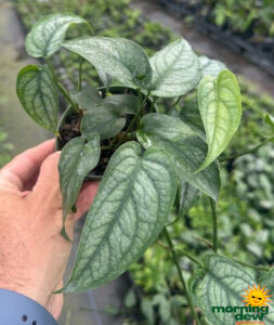 Philodendron Monstera Siltepecana 4 in