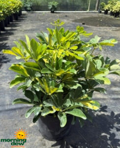 Schefflera Arboricola Gold Capella Bush 10 in