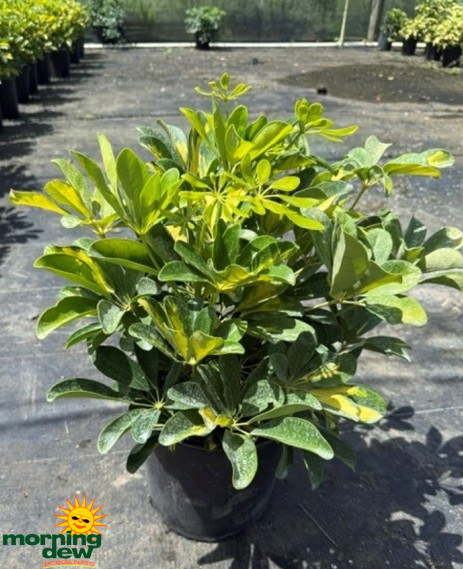 Schefflera Arboricola Gold Capella Bush 10 in