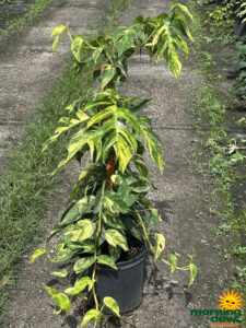 Totem Epipremnum Pinnatum Yellow Flame 10 in