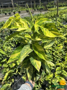 Totem Epipremnum Pinnatum Yellow Flame 6 in