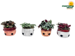 Halloween Tiny Terrors 3.5 in