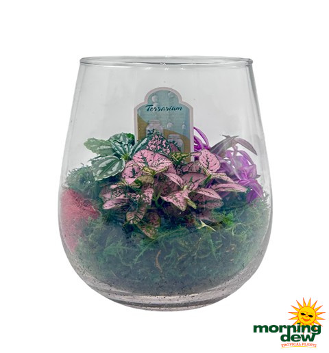 Terrarium Glass Jardiniere 6 in