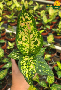 Aglaonema Lady Valentine 4 in