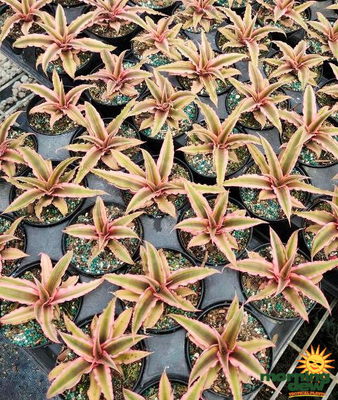 Bromeliad Cryptanthus Pink Star 4 in