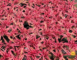 Bromeliad Cryptanthus Ruby Star 4 in