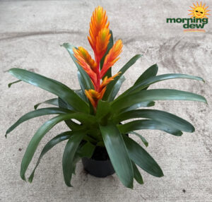Bromeliad Vriesea Helia 6 in