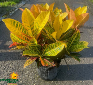 Croton Petra 10 in