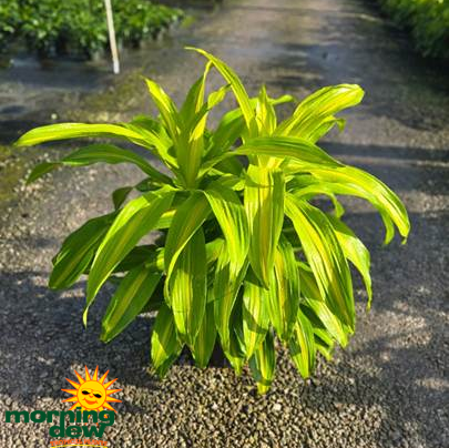 Dracaena Bronze Bay 8 in